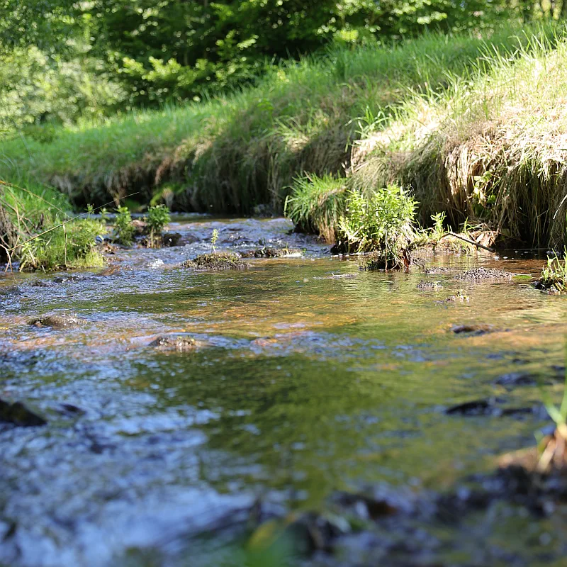 Leben im Fluss